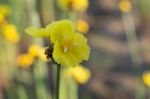 
Xyridaceae Beautiful Field Full Of Yellow Macro For Details Stock Photo