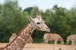 Giraffe Stock Photo