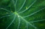 Close Up Leaf With Water Droplets Stock Photo