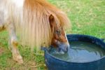 Brown Horse Eating And Grazing In Farm Stock Photo