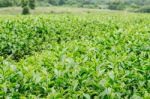 Tea Leaves On Farm Stock Photo