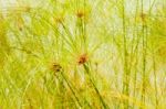 Water Plants Stock Photo