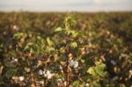 Cotton Field In Oakey, Queensland Stock Photo