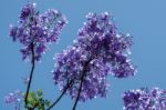 Blue Jacaranda (jacaranda Mimosifolia) Flowering In Malaga Stock Photo