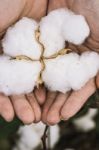 Cotton Field In The Countryside Stock Photo