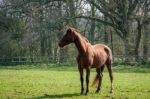 Thoroughbred Horse Enjoying The Spring Sunshine Stock Photo