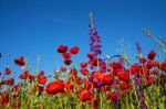 Poppies Stock Photo