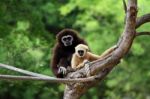 Two White Handed Gibbon Or Lar Gibbons Stock Photo