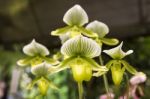 Orchid Flower In The Garden, Thailand Stock Photo