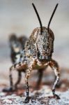 Small Locust Larvae Stock Photo