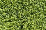 Tiny Green Leaves Background Stock Photo