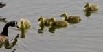 Beautiful Isolated Image Of A Young Family Of Canada Geese Swimming Stock Photo