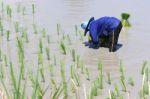 Farmer Working On Rice Field Stock Photo