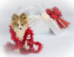 Adorable Pomeranian Ready For Christmas Stock Photo