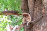 Brown Gibbon Sitting On Tree Stock Photo