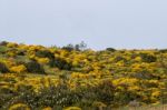 Landscape With Ulex Densus Shrubs Stock Photo