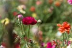 Red Buttercup Stock Photo