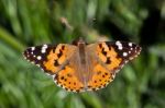 Close-up Of A Painted Lady (vanessa Cardui) Butterfly Stock Photo