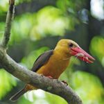 Female Brown-winged Kingfisher Stock Photo