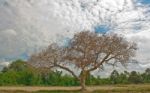 Dead Trees In Rural Forests Stock Photo