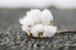 Cotton Field In The Countryside Stock Photo