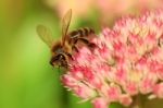 Bee On Flower Stock Photo