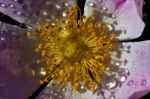 Macro Close Up Flowering     Pink Rosa Canina Stock Photo