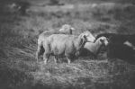 Sheep On The Farm During The Day Stock Photo