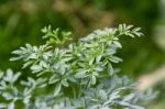 Leaves Of The Medicinal Plant Ruta Graveolens With Unfocused Background Stock Photo