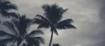 Palm Trees Silhouettes On The Beach On A Cloudy Day Stock Photo