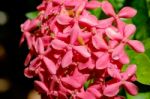 Pink Ixora Close Up Stock Photo