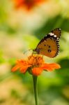 Butterfly Feeding Stock Photo