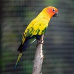 Sun Conure Stock Photo