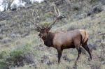 Elk Or Wapiti (cervus Canadensis) Stock Photo