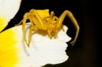 Yellow Crab Spider (thomisus Onustus) Stock Photo