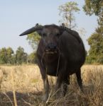 Water Buffallo Stock Photo