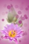 Lotus Flower Stock Photo