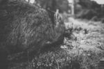 Wombat During The Day Stock Photo