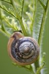 Wild Brown Snail Gastropoda Stock Photo