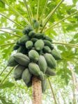 Bunch Of Papayas On Tree Stock Photo