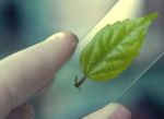 Scientist Observed Green Leaf In Laboratory Glass Stock Photo