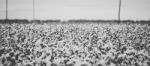 Cotton Field In The Countryside Stock Photo