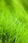 Green Grass Stock Photo