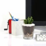 Small Cactus On Office Deak Stock Photo