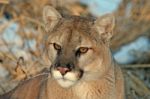 Cougar Stock Photo