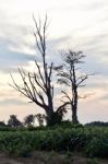 Beautiful Postcard With An Amazing Old Trees Stock Photo