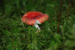 Toadstool Stock Photo