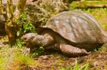 Giant Turtles In Galapagos Islands Stock Photo