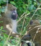 The Helping From The Baboons Stock Photo