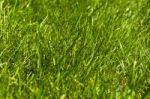 Green Grass Stock Photo